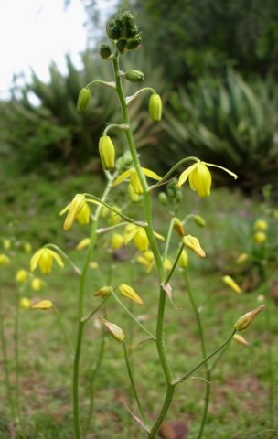 Albuca shawii